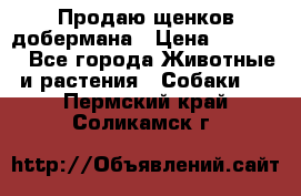Продаю щенков добермана › Цена ­ 45 000 - Все города Животные и растения » Собаки   . Пермский край,Соликамск г.